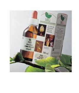 BETULA VERRUCOSA 100ML MG