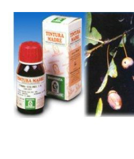 QUERCIA MARINA TINT MADRE 14