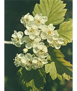 MSA CRATAEGUS OXYACA 50ML