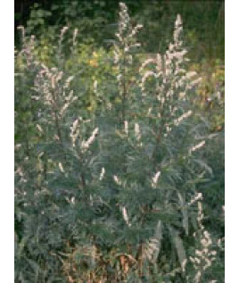 TSA ARTEMISIA VULGARIS 50ML